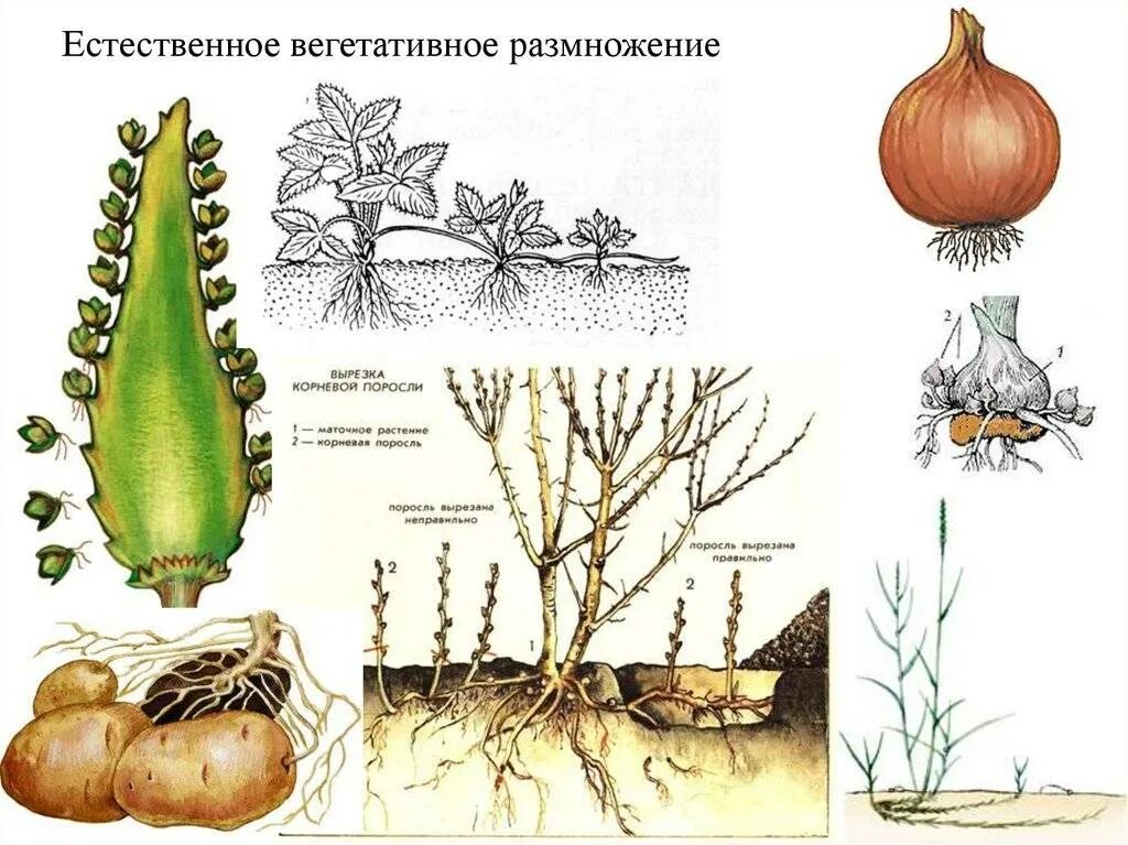 Функция вегетативного размножения растений. Вегетативное размножение растений. способы вегетативного размножения растений рисунки. вегетативное размножение у однодольных. способ размножения вегетативное размножение у растений.