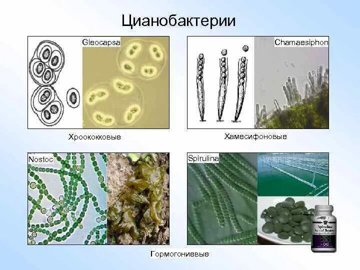 Цианобактерии строение. Цианобактерии представители. Разновидности цианобактерий. Класс Хамесифоновые (Chamaesiphonophyceae). Группы организмов цианобактерии