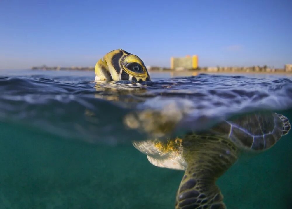 Turtle rise. Черепаха на поверхности воды. Черепаха морская на поверхности. Морская черепаха на поверхности воды. Черепаха в волнах.