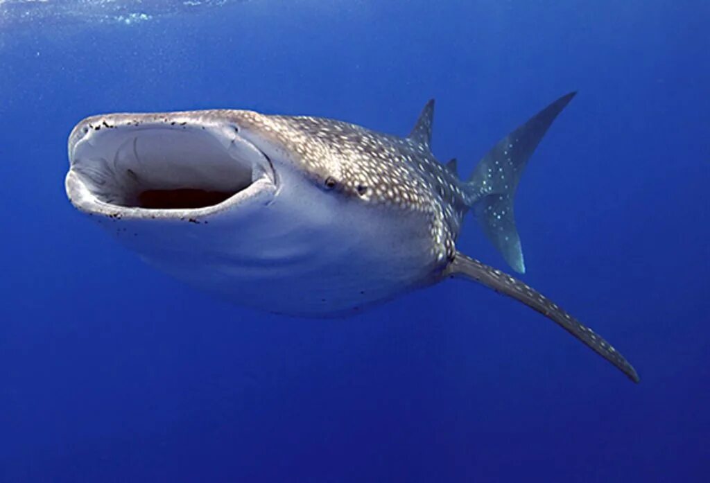 Rhincodon typus акула. Китовая акула питается планктоном. Китовая акула и большеротая акула. Гигантская большеротая акула. Самая большая пасть