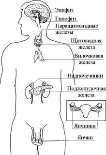 Где находится внутренняя секреция