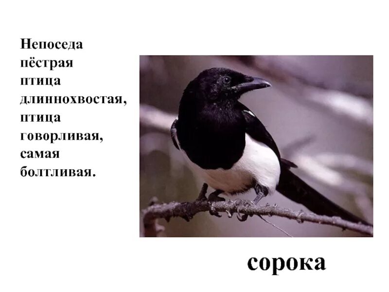 Описание сороки. Сорока кратко. Сорока фото и описание. Сорока краткое описание. Длиннохвостая самая болтливая