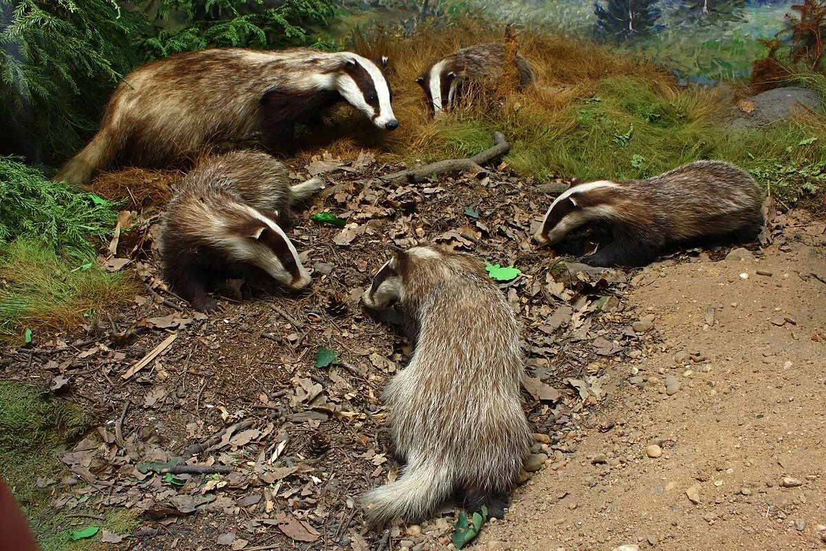 Детеныш барсука как называется. Говорящий барсук. Детеныш барсука как называется. Новорожденный барсук. Новорожденные барсучата.
