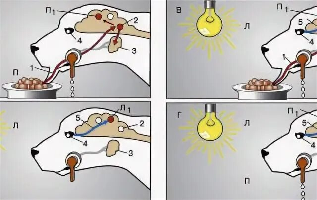 Безусловный рефлекс Павлова. Павлов условный рефлекс. Собака Павлова условный рефлекс. Опыт Павлова условный рефлекс.