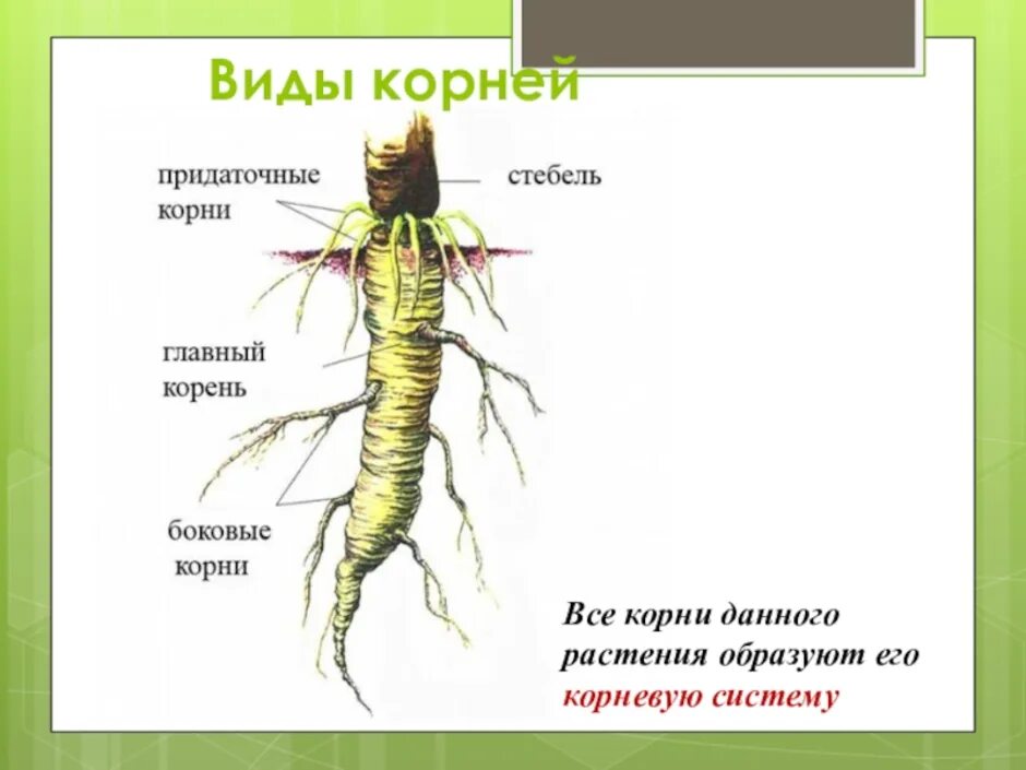 Корень растений строение корня функции. Внешнее строение корня. Строение корня растения. Внешний вид корня.