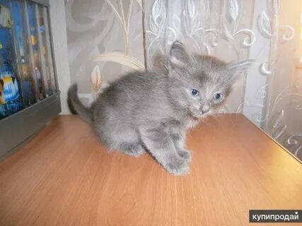 Коты челны
