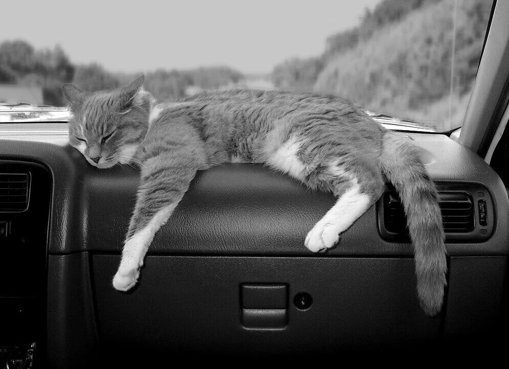 Котик в машине. Доброе утро автолюбители. С добрым утром с машиной. Хорошего дня автомобили. Мемы про понедельник смешные.