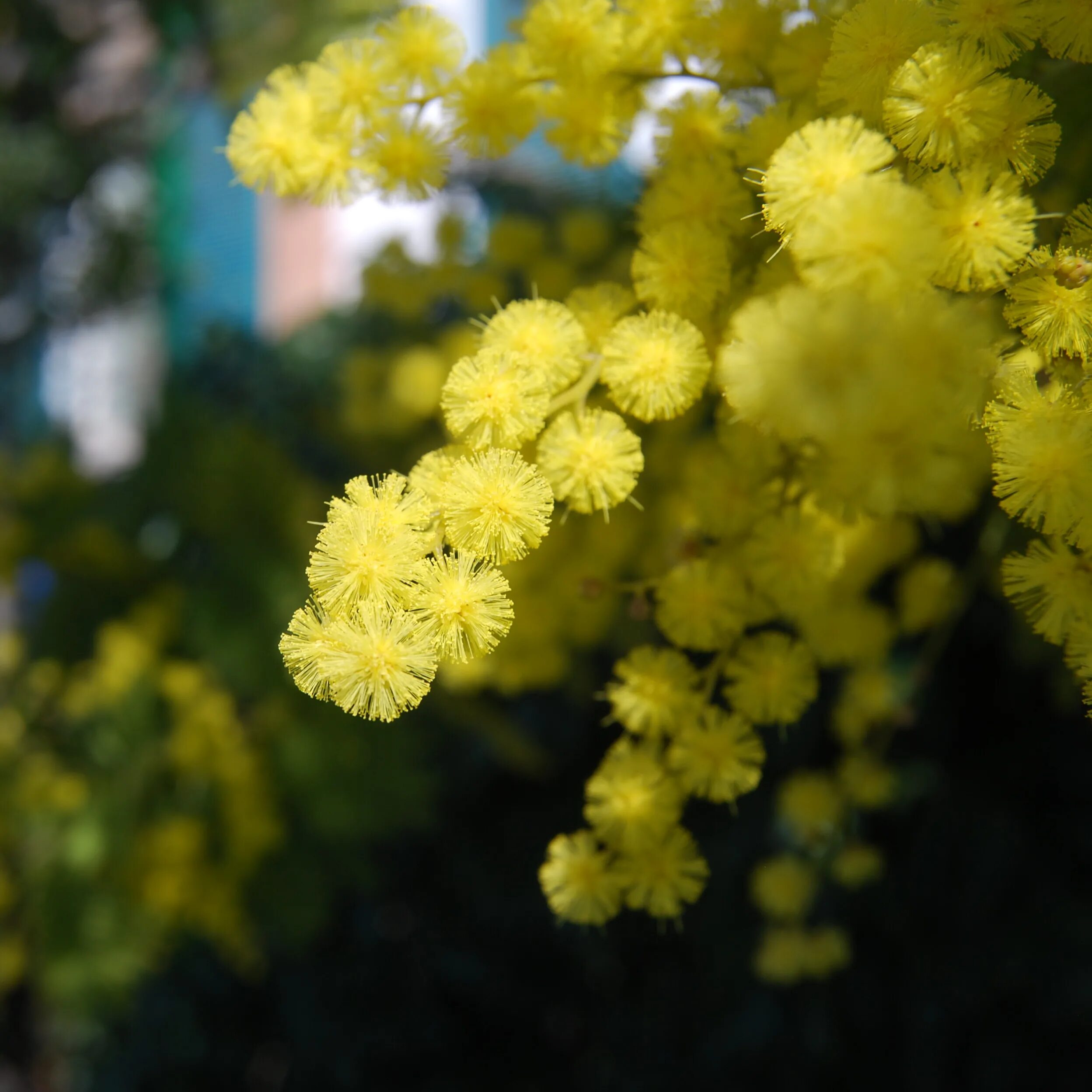 Мимоза Acacia dealbata. Мимоза Акация Абхазия. Акация серебристая Мимоза. Китайская Мимоза дерево.