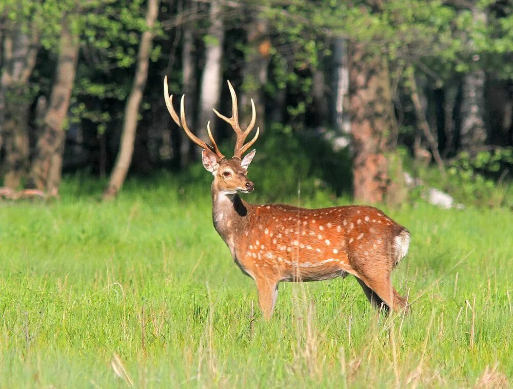 уссурийский пятнистый олень. уссурийский пятнистый олень cervus nippon hortulorum. пятнистый олень приморский край. уссурийский пятнистый олень cervus nippon hortulorum. аксис индийский олень.