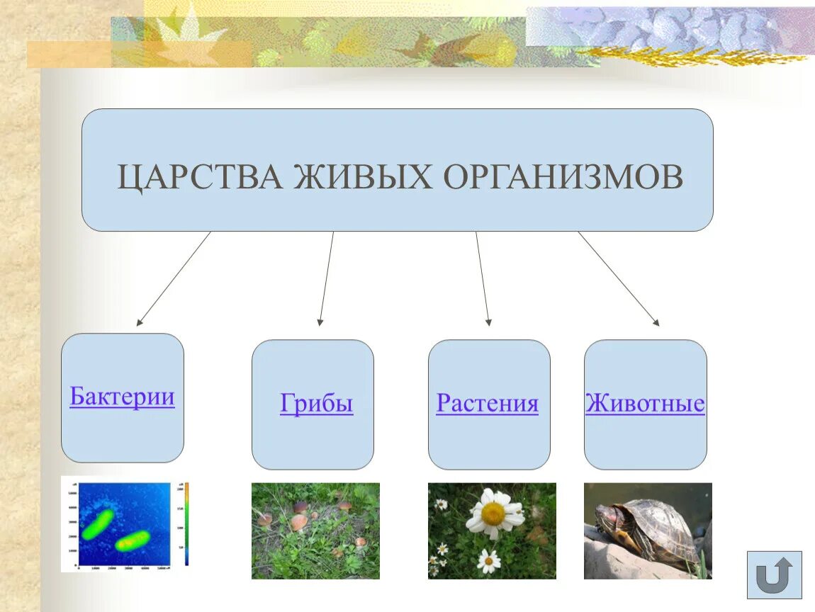 Приведите по три примера организмов растения грибы. Царства живыхогранизмов. Схема Царств живых организмов. Царством живых организмов являются. Царства живых организмов 6 класс.