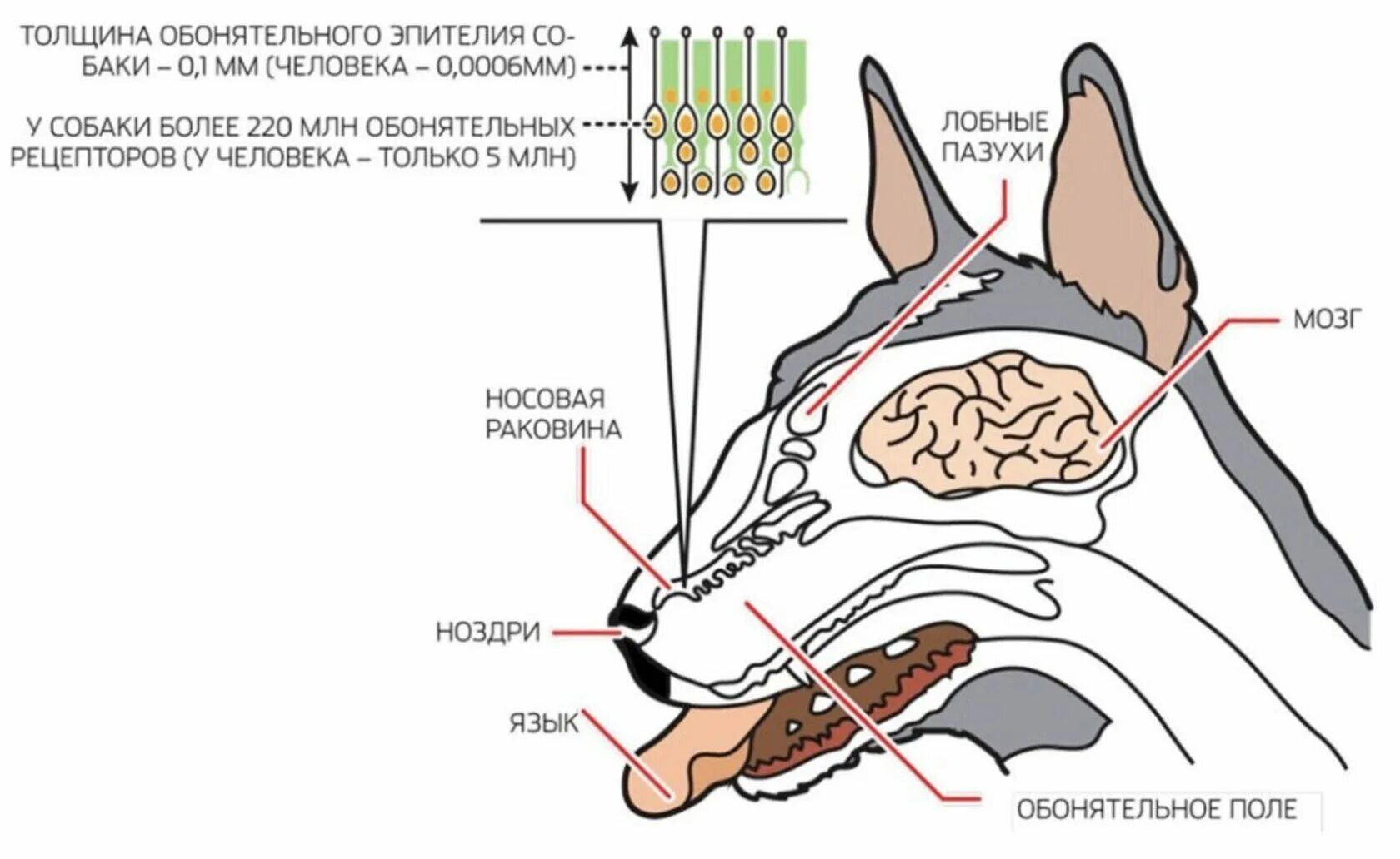 Нюх собаки. Обонятельный анализатор собаки. Носовая полость собаки анатомия. Строение носа собаки. Обонятельный анализатор собаки.