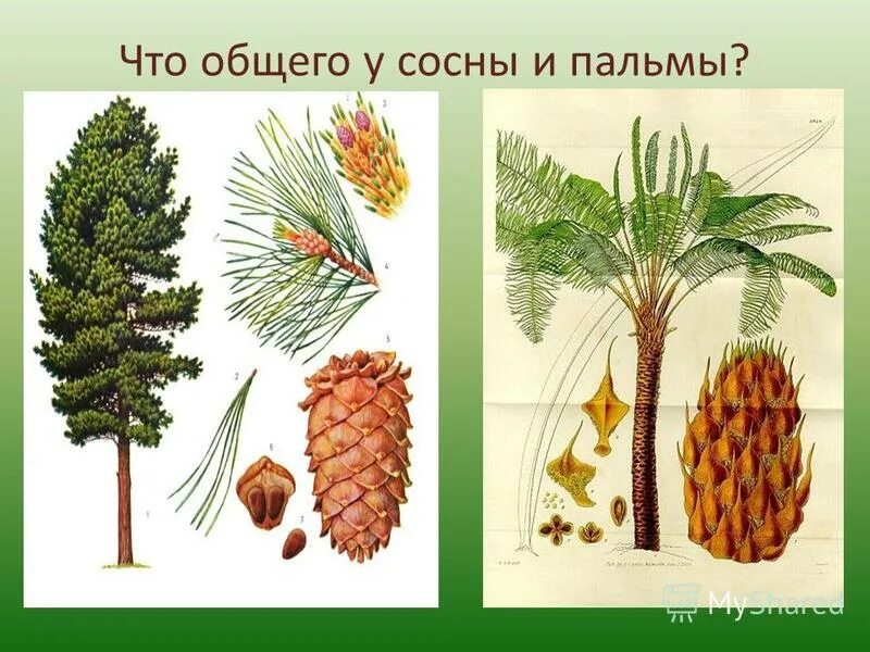 Секвойя кедр пихта. Голосеменные дуб. Сосна обыкновенная ботаническая иллюстрация. Хвоинки. Отдел хвойные.
