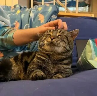 Сейчас котиков