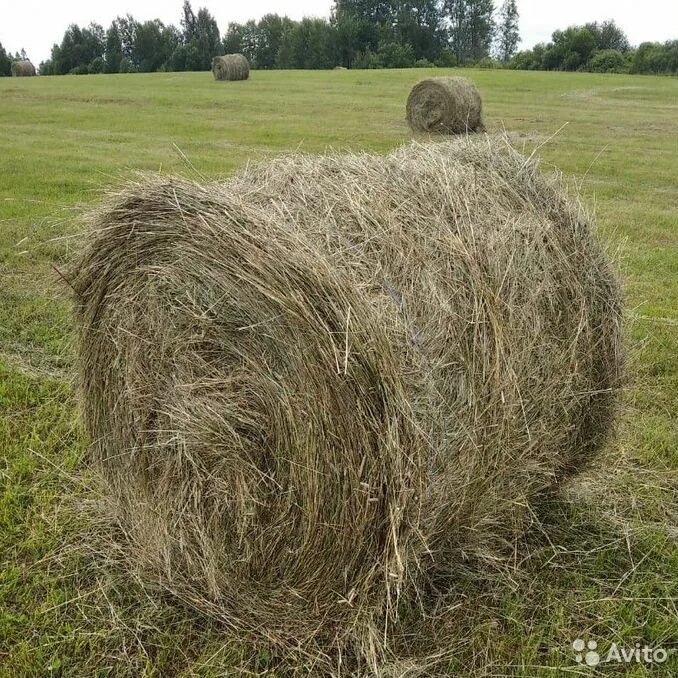 Как получить сено. Сено разнотравье рулон 300 кг. Как получить сено. Сено рулоны тюки. Сено рулоны тюки.