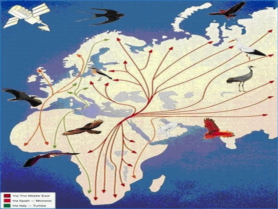 Migration atlas