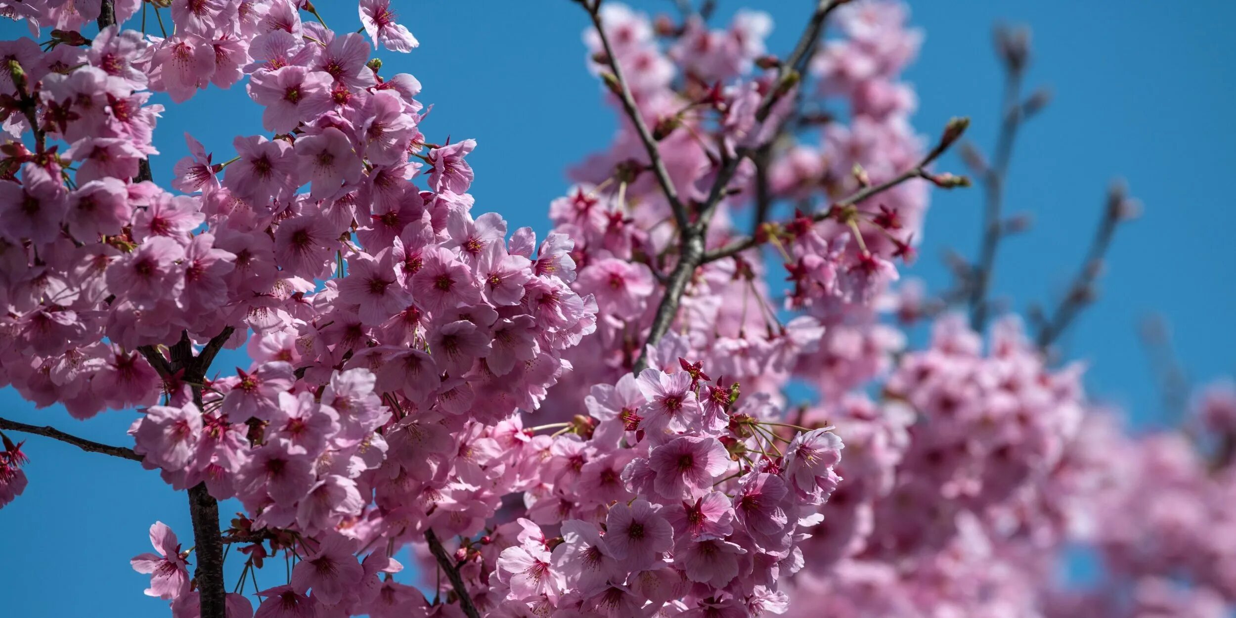 Как цветет сакура фото. Сакура. Цветение деревьев весной. Сакура картинки. Деревья цветущие весной Эстетика.