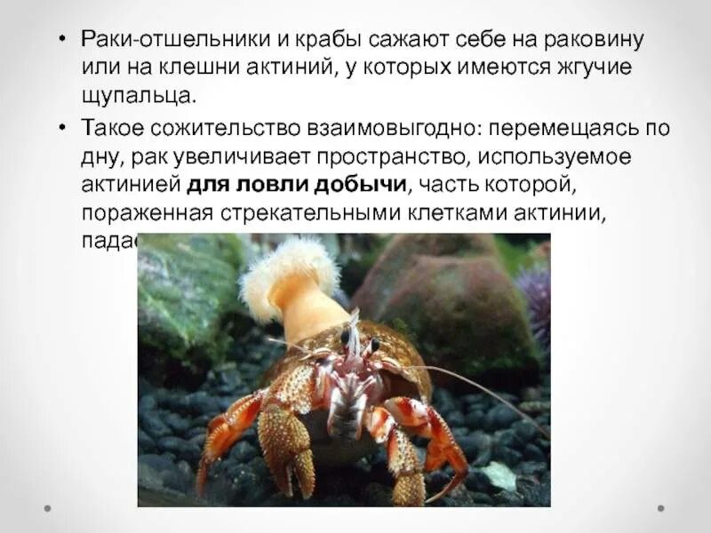 Жила рак. Раки-отшельники строение. Рак-отшельник обыкновенный. Сожительство рака-отшельника с актинией. Волосатый рак-отшельник.