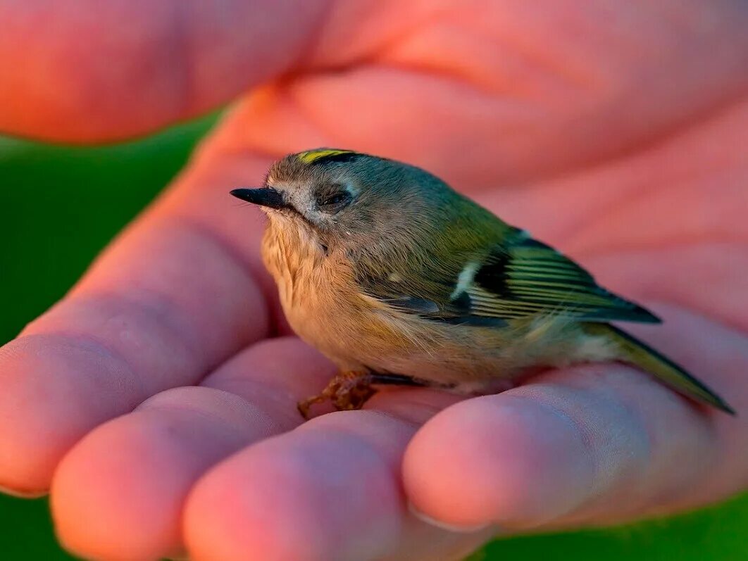 1,759 mentions J’aime, 23 commentaires - @best_birds_of_world sur Instagram : " 