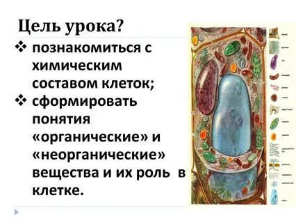 Органическая клетка