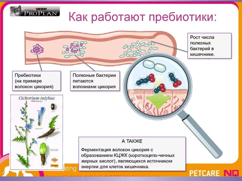 Содержат живые бактерии. Бактерии и пребиотики для кишечника. Полезные бактерии для кишечника. Полезные бактерии препараты.