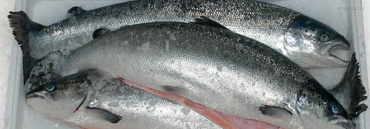 Продаю семга. Лосось фарерские острова. семга потрошеная. форель охлажденная. семга охлажденная.