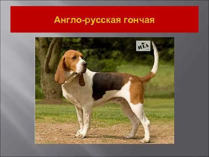 Систематическое положение вида. Систематическое положение собаки домашней. Систематика собаки. Систематическое положение собаки домашней. Систематическое положение собаки домашней.