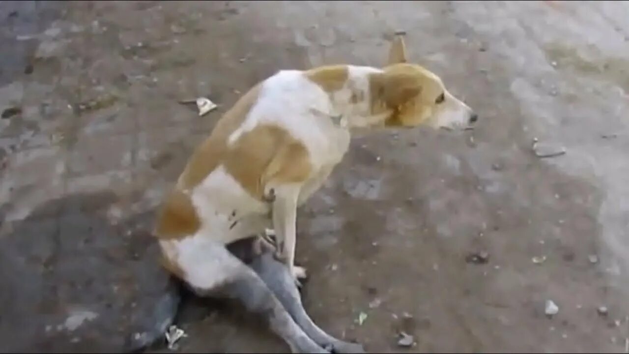 Собака блюет по утрам. Собака по утрам рвет пеной розоватой.