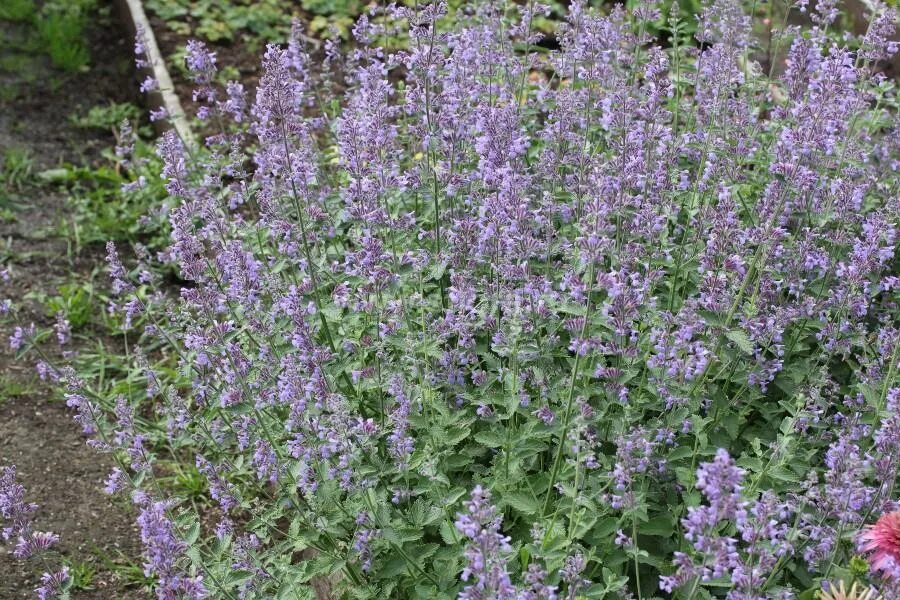 Котовник nepeta blue dragon. Котовник сибирский. Котовник фассена (nepeta faassenii `kit cat`). Котовник фассена (кошачья мята). Котовник фассена киткат.