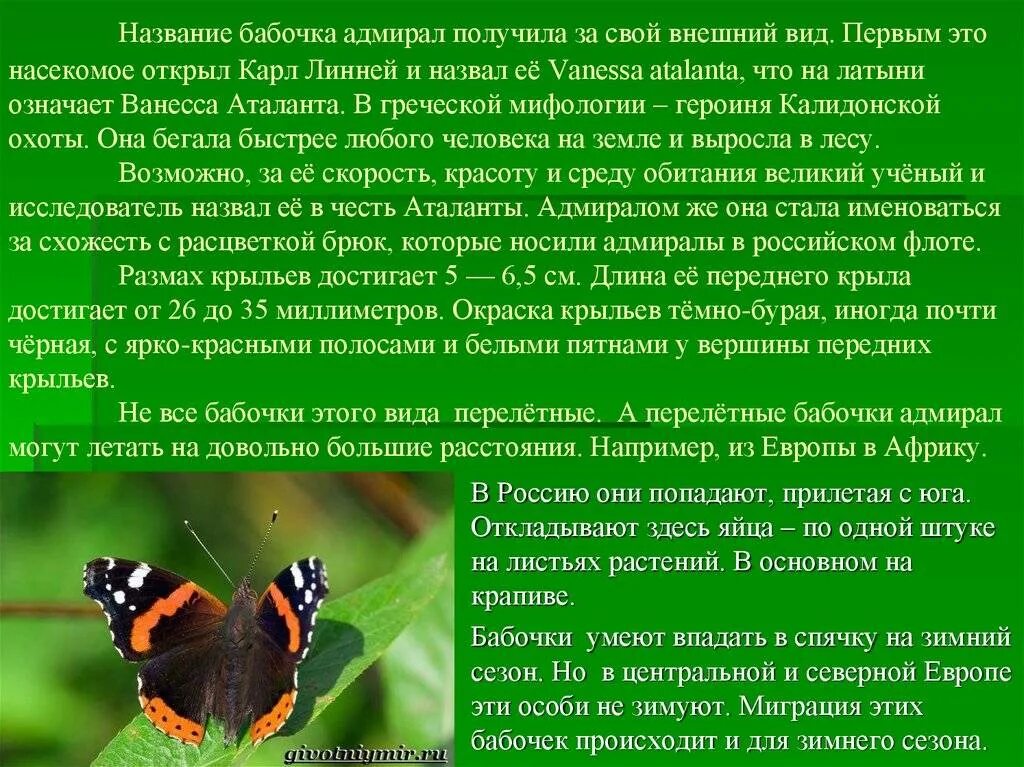 Бабочка адмирал в какой природной зоне. Бабочка Адмирал красная книга. Бабочка Адмирал описание. Красная книга бабочка Адмирал описание 2. Бабочка Адмирал описание для детей 2 класса.