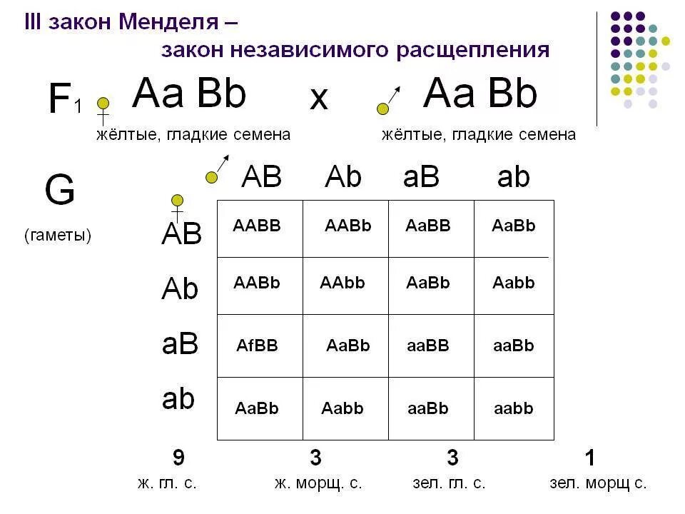 Количество гамет у особи с генотипом аавв