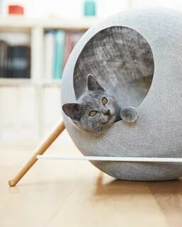 Почему кошки круглые