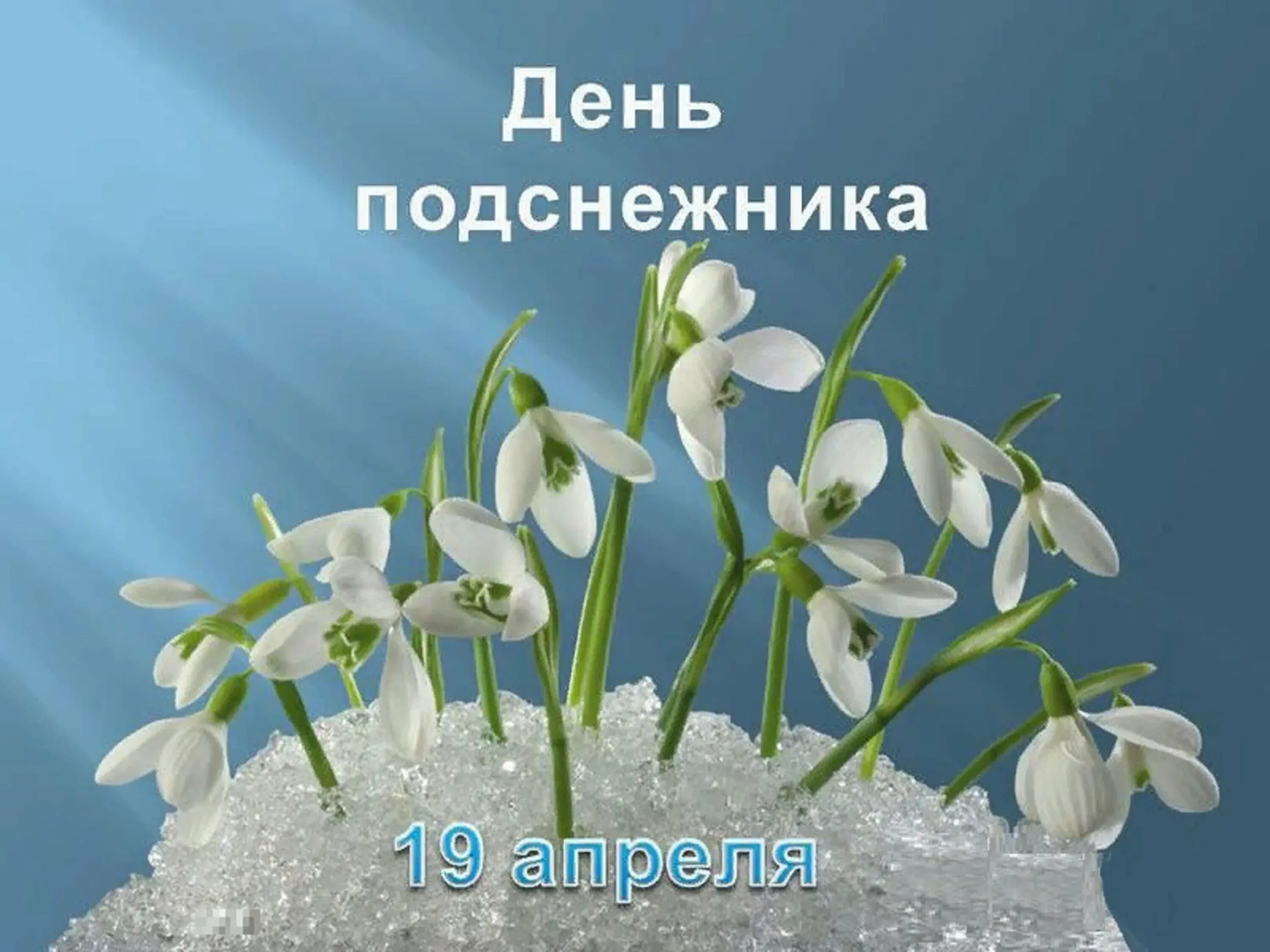 Какое сегодня апреля. Подснежник. Праздник подснежников. Красивые подснежники. 19 День подснежника.