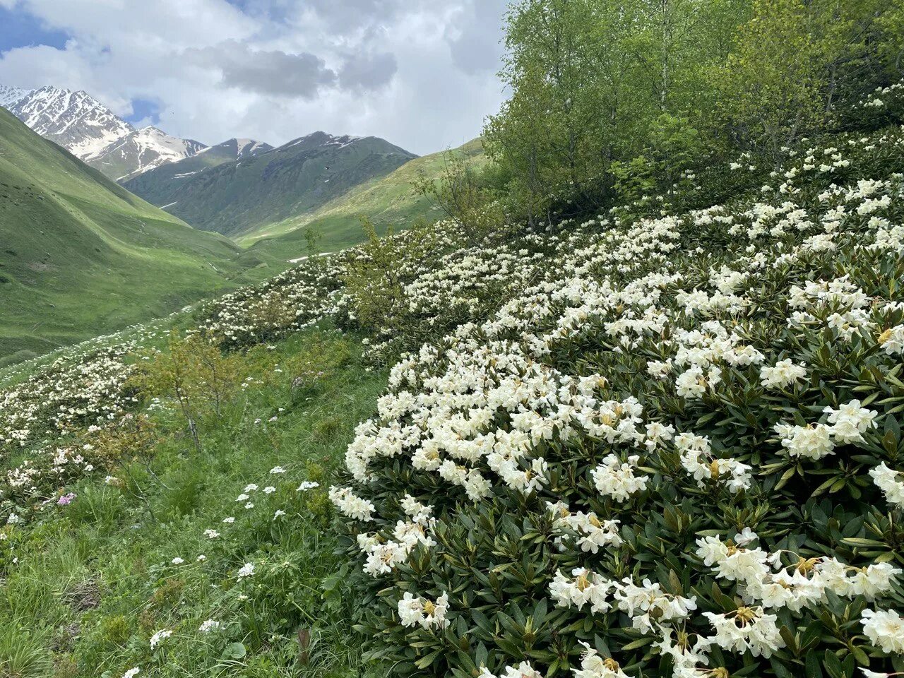 Северная осетия цветы. Цветение рододендрона в Приэльбрусье. Рододендрон Осетия. Рододендрон в Северной Осетии. Поле рододендронов в Осетии.