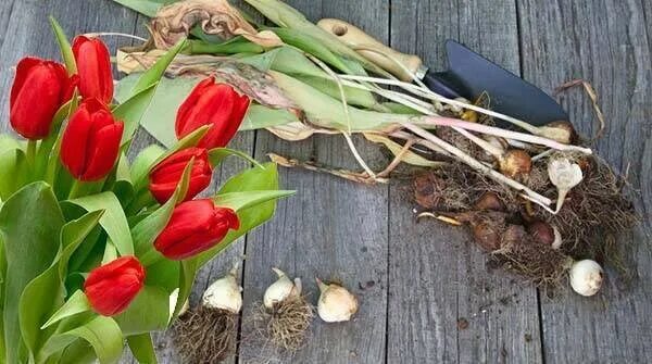 Нужно ли выкапывать тюльпаны каждый год. Выкапывание луковиц тюльпанов. Тюльпаны отцвели. Выкопка луковиц тюльпанов. После тюльпанов.