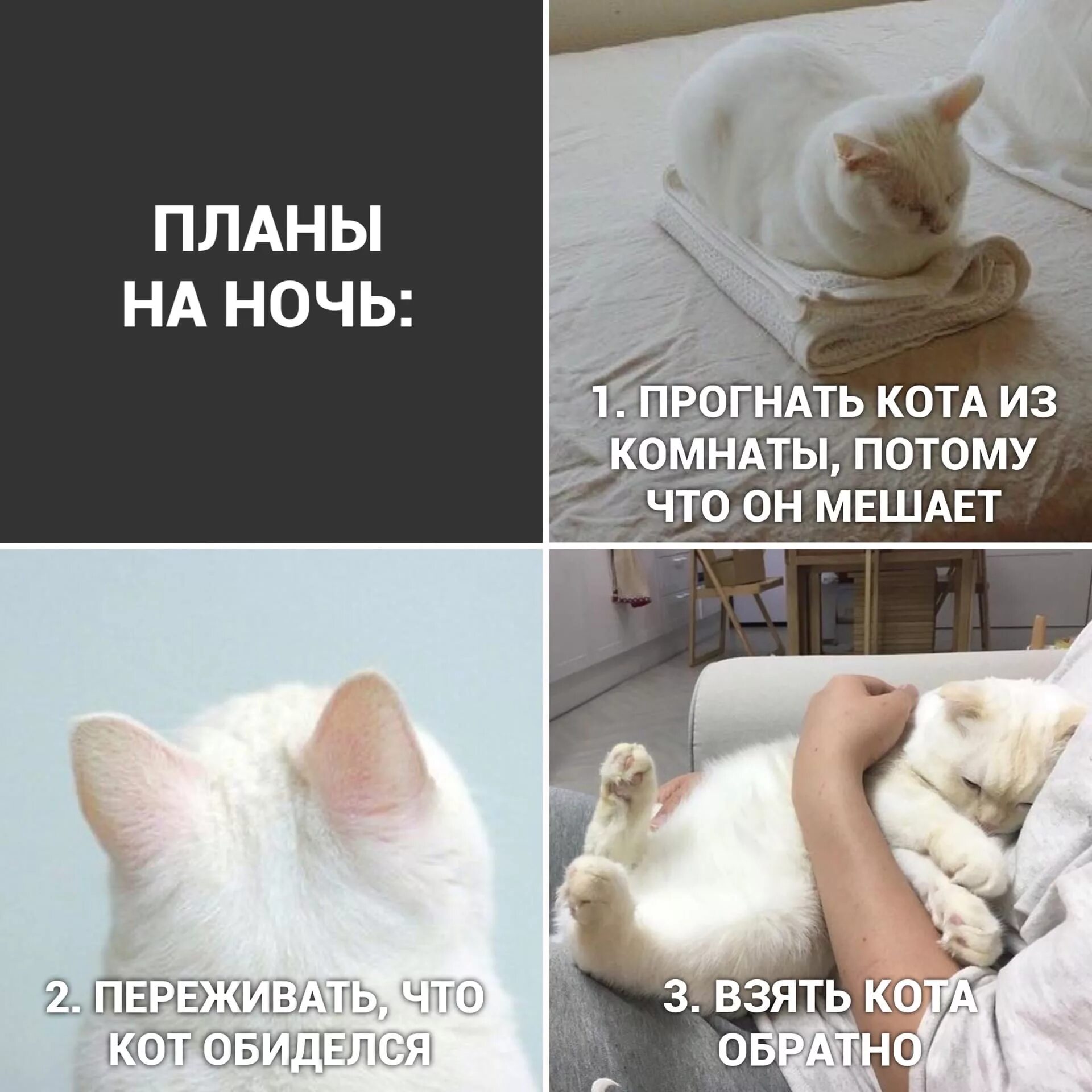 Переживающий кот. Мемы с надписями. мемы с котиками. мемы с котиками с надписями. vtvs c rjnfnfvb.