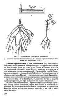 Размножение корневой системой