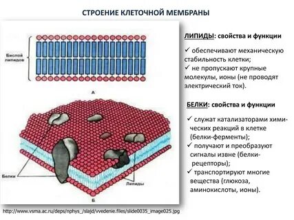 Изучение свойств клеточной мембраны