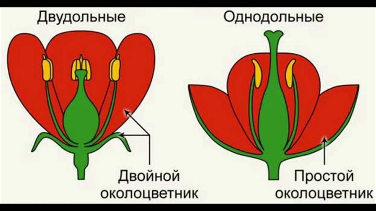 Строе цветка однодольных и двудольных растений. Строение цветка однодольных и двудольных. Околоцветник у однодольных и двудольных растений. Строение цветка однодольных растений и двудольных растений. Какой околоцветник изображен на рисунке