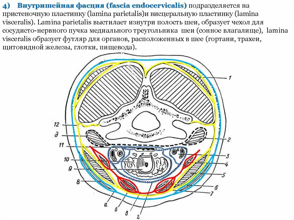 Поверхностная пластинка шейной фасции. Подбородочный треугольник шеи топографическая анатомия. Заглоточное клетчаточное пространство. Поперечный срез шеи топографическая анатомия. Межпоровое пространство.