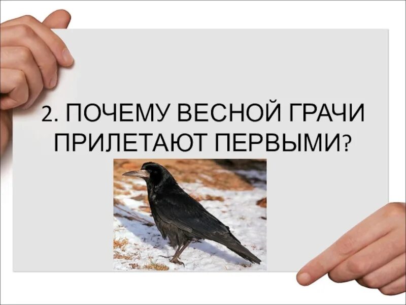 Почему весной слабость. Почему Грачи прилетают первыми весной. Почему весной Грачи. Грачи прилетают самые первые?. Почему весной.