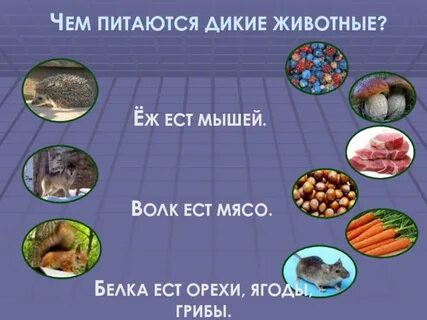 Питаться дикая