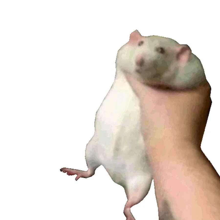Душить крысу