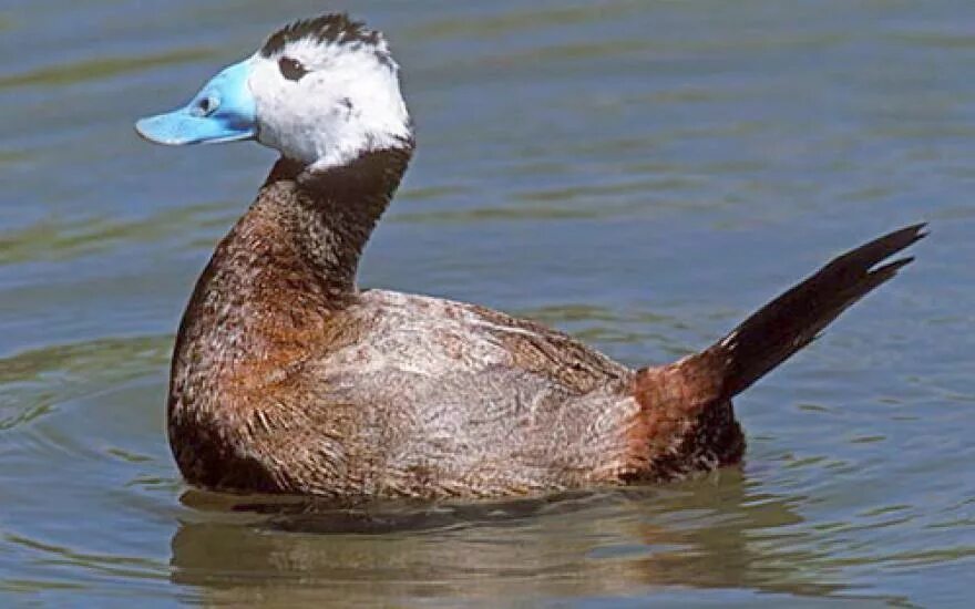Савка oxyura leucocephala. М савка. Масковая савка. М савка. Утка савка карасук.