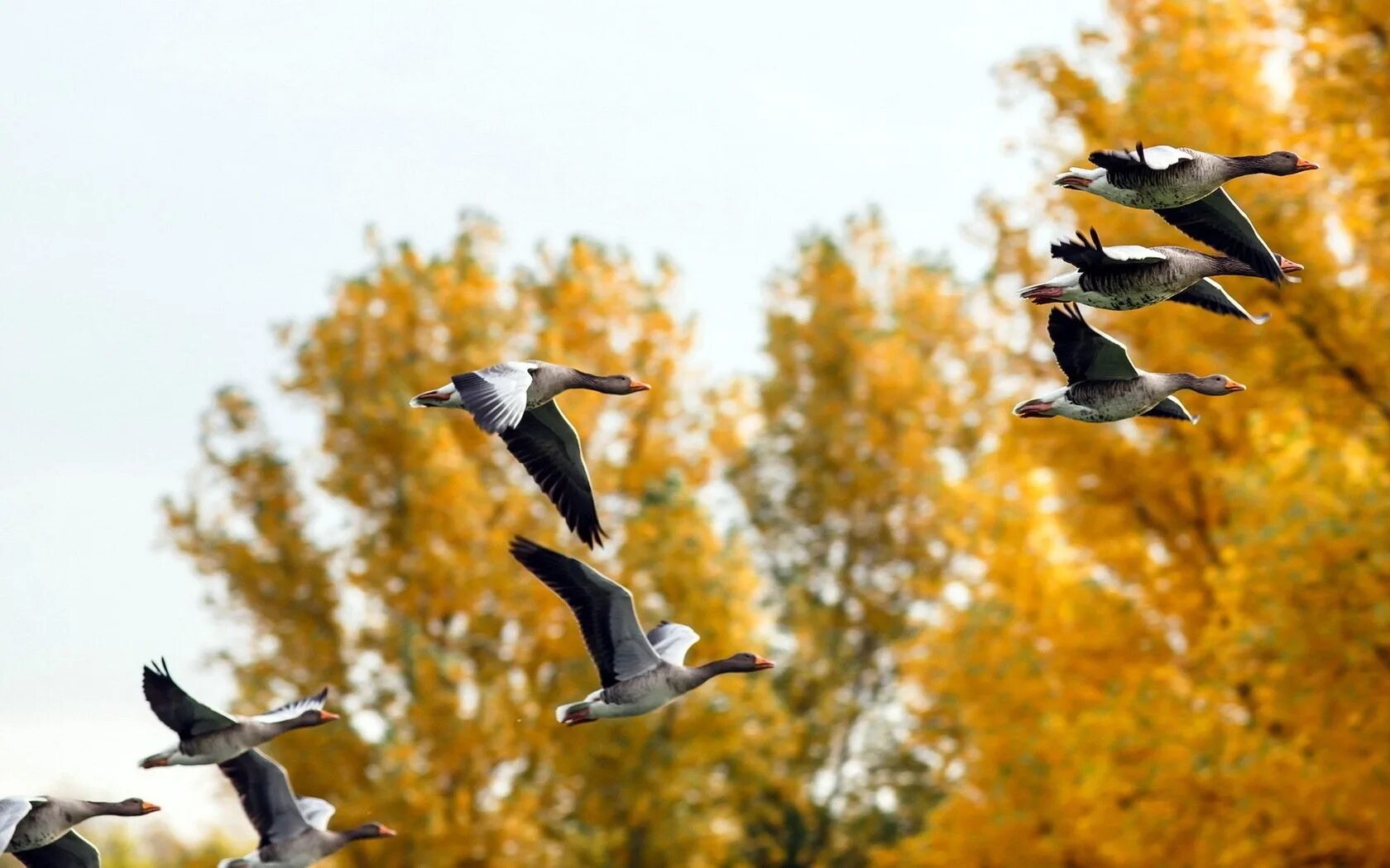 Улетают птицами года. Перелетные птицы улетают на Юг. Осенью перелетные птицы улетают на Юг. Птицы осенью. Стая птиц.
