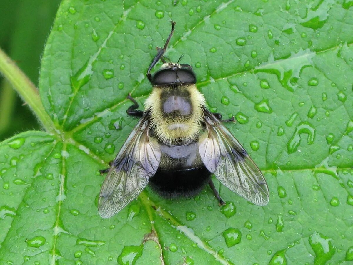 Муха журчалка адаптация. Volucella Bombylans. Шмелевидная Муха. Журчалка шмелевидная. Шмелевидка Муха журчалка.