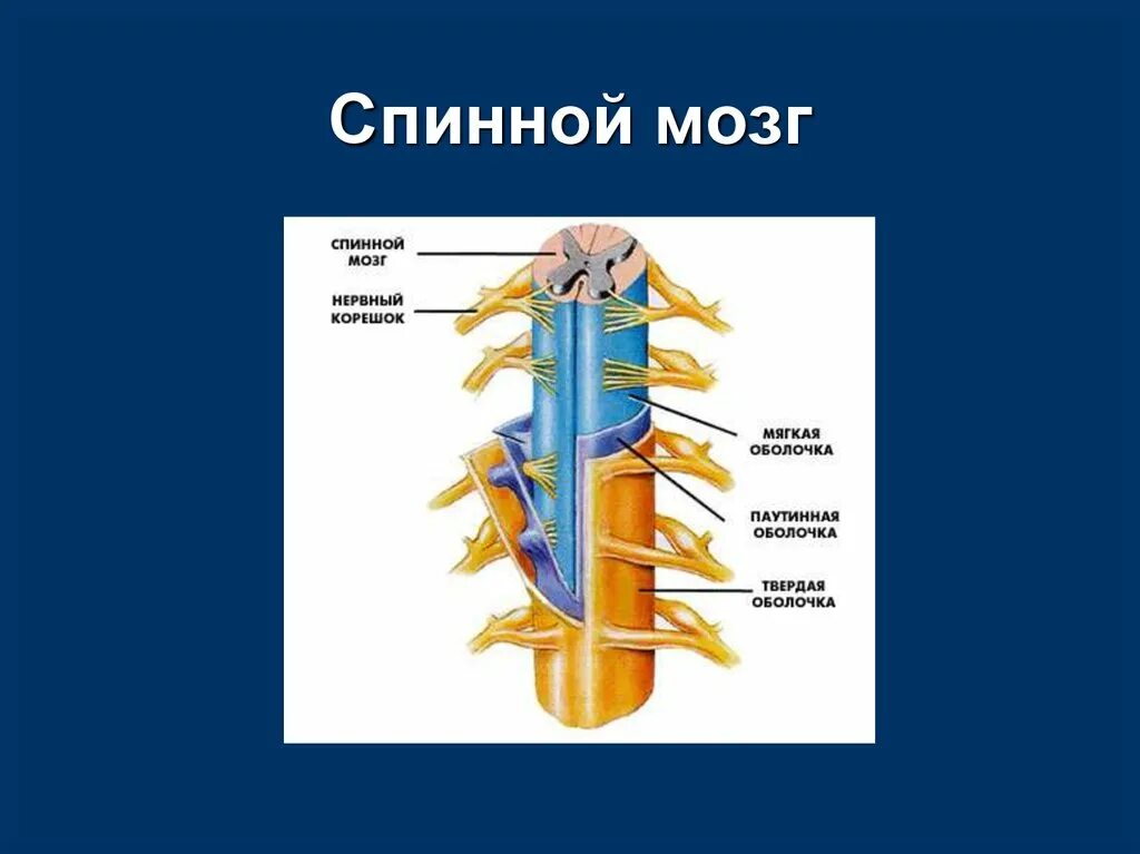 Входят в состав задних корешков спинного мозга. Корешки спинного мозга. Спинной мозг нервный корешок мягкая оболочка. Презентация на тему спинной мозг. Спинной мозг без нервных Корешков.