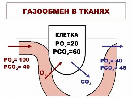 Какая ткань способствует газообмену