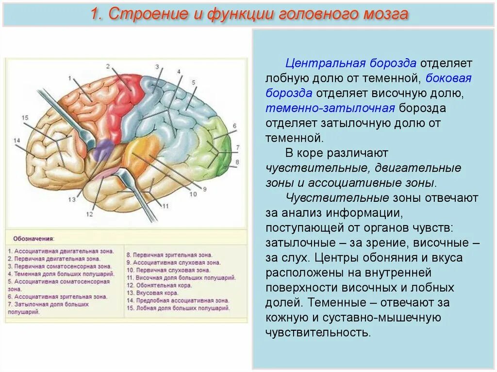 Лобный отдел функция. Строение доли зоны коры головного мозга. Теменно затылочная борозда головного мозга.