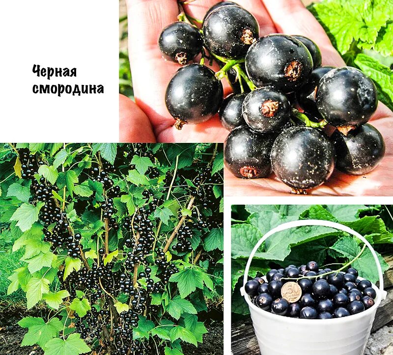 Можно собакам черную смородину