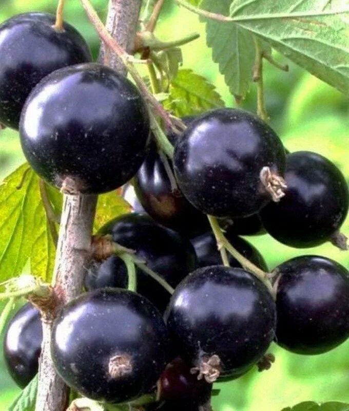 Смородина сорт ксюша. Смородина саженцы лисовенко. Башкирский богатырь смородина. Смородина ксюша. Смородина сорт пигмей.